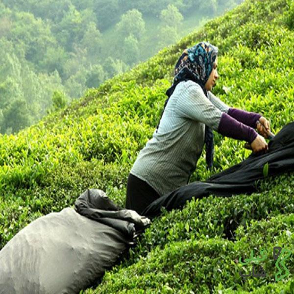 باغات چای در شهرستان املش