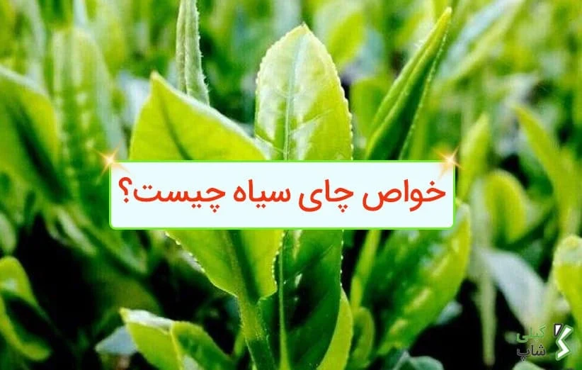 خواص چای سیاه چیست؟