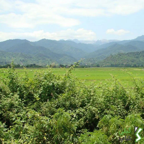 روستای عباس آباد آستارا