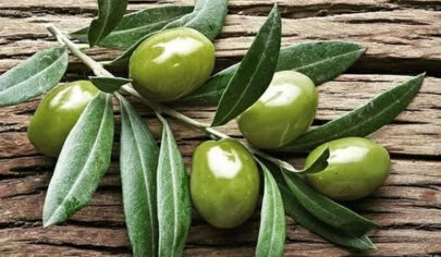 خواص زیتون سبز گیلان