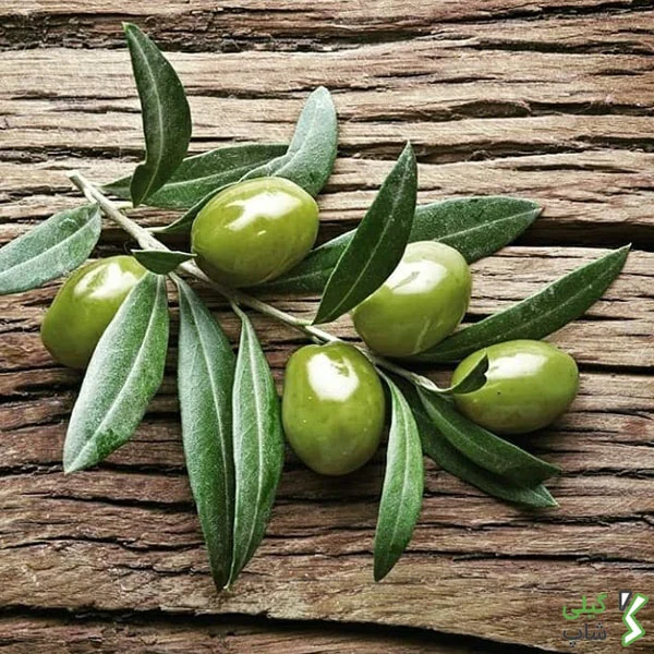 خواص زیتون سبز گیلان