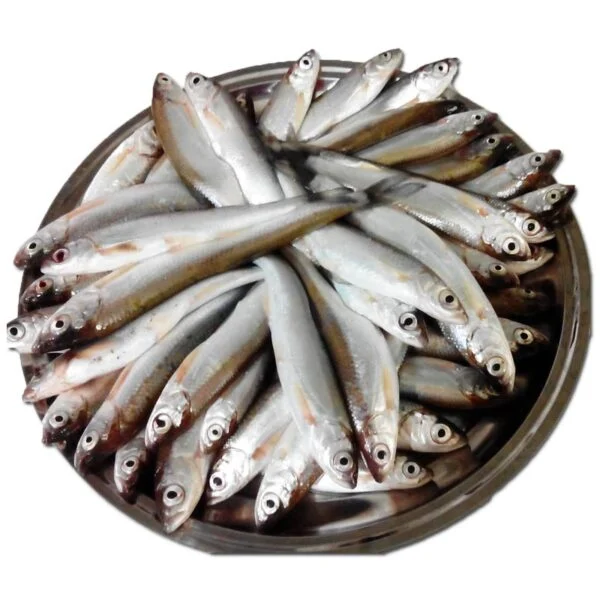 خرید ماهی اسلک شمال