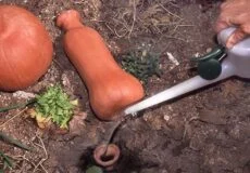 آبیاری با ظروف سفالی یا ( آبیاری کوزه ای )