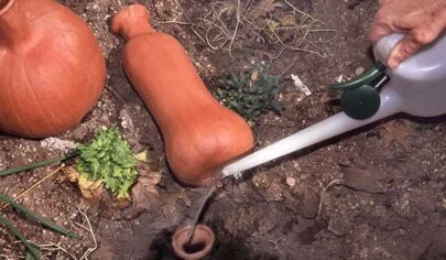 آبیاری با ظروف سفالی یا ( آبیاری کوزه ای )