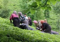 بهترین مارک چای لاهیجان