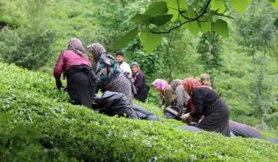 بهترین مارک چای لاهیجان