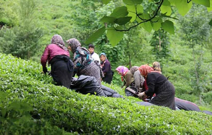 بهترین مارک چای لاهیجان