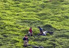 چای ارگانیک رفاه لاهیجان