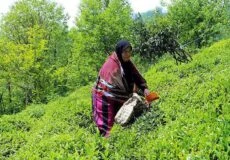 چای ممتاز چیست