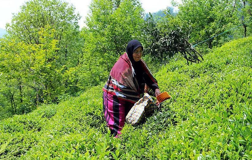 چای ممتاز چیست
