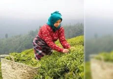 بهترین مارک چای در بازار ایران