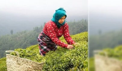 بهترین مارک چای در بازار ایران