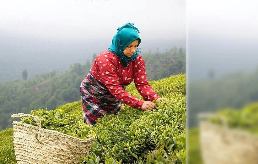 بهترین مارک چای در بازار ایران