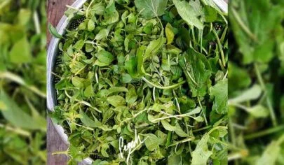 نام سبزی های محلی گیلان و یا نام سبزی های معطر شمالی
