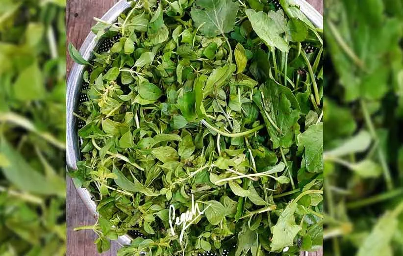 نام سبزی های محلی گیلان و یا نام سبزی های معطر شمالی