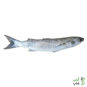 ماهی کفال تازه شمال (دریای خزر)