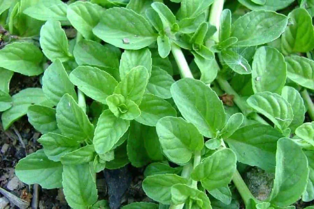 خواص سبزی خالواش یا پونه وحشی