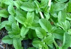 خواص سبزی خالواش یا پونه وحشی