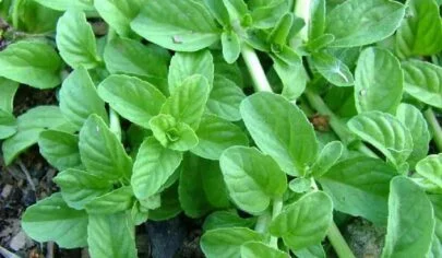 خواص سبزی خالواش یا پونه وحشی