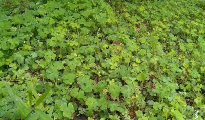 خواص سبزی ترش واش چیست؟