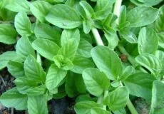 سبزی خالواش چیست