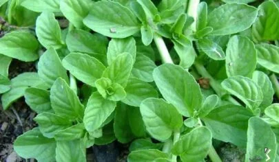 سبزی خالواش چیست