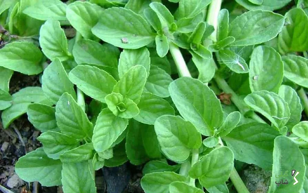 سبزی خالواش چیست