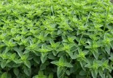 نحوه مصرف خالواش یا پونه وحشی