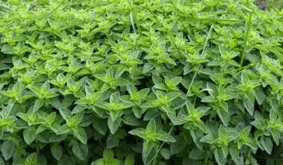 نحوه مصرف خالواش یا پونه وحشی