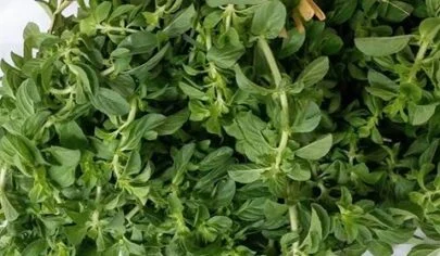 مضرات و عوارض سبزی خالواش چیست؟