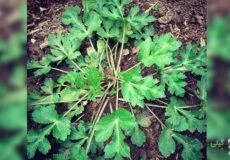 سبزی چوچاق از کجا بخرم؟