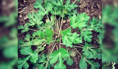 سبزی چوچاق از کجا بخرم؟