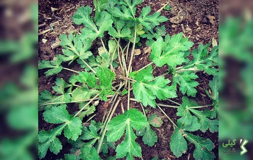 سبزی چوچاق از کجا بخرم؟