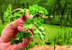 سبزی چوچاق در چه غذاهایی استفاده میشود