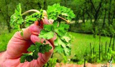 سبزی چوچاق در چه غذاهایی استفاده میشود