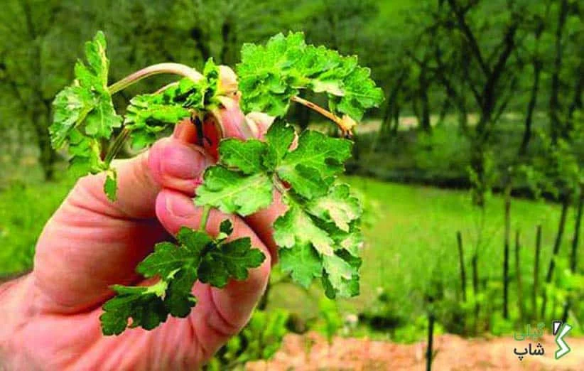 سبزی چوچاق در چه غذاهایی استفاده میشود