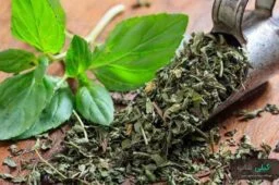 نگهداری سبزی چوچاق به چه صورت است؟