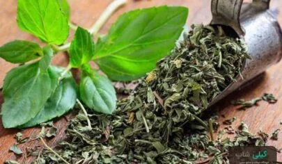 نگهداری سبزی چوچاق به چه صورت است؟